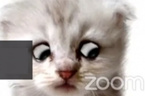 Каким бывает суд – и все нормально: «Я в эфире, я не кот»