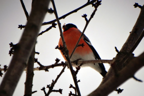 Сельские мотивы: снегири, сугробы и кот на печи