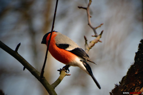 Колеры сакавіцкага вечара
