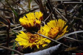 Предвестники тепла: первые весенние цветы