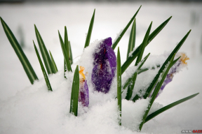 Красавік лютуе