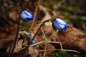 Как зима «любимую не отдает»