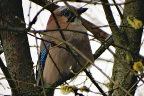 Апрельский лес. Между дождями