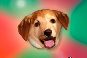 Фотожабы: «Наша песня порвала интернет»