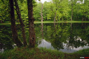 У пушчы. Вялікая вада і кветкі
