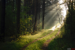 Утро. Майский лес