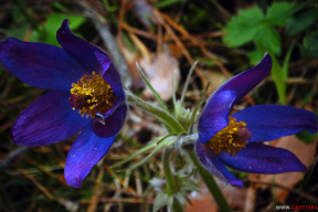 Лясная казка: сон-трава