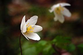 Па лясных сцяжынках. Фотавандроўка