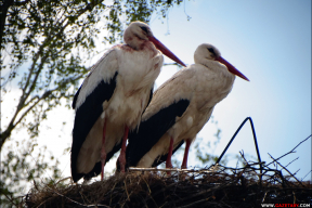 Аисты и бездонное белорусское небо
