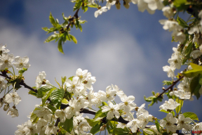 Ловим мгновение: как цветут сады