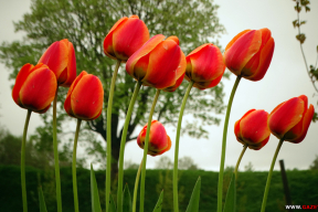 Майскія колеры. Пятнаццаць яркіх фота