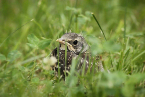 «Ахова птушак Бацькаўшчыны»: Не подбирайте с земли птенцов