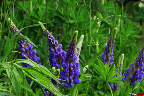 Июньская идиллия: лес и луг