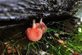 У гушчарах. 10 пушчанскіх фота