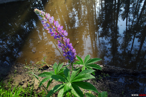 Утро в лесу. Немного прохлады в жаркий день