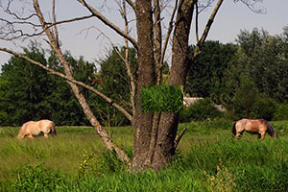 На лугу. Однажды в жаркий полдень
