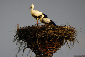Бусліныя гісторыі