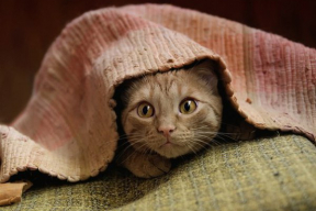 Фотожабы: «Проснулся? Шесть лет за экстремизм»