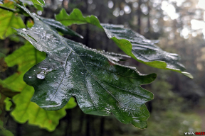 Пасля навальніцы. Раніца ў лесе