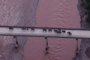 «Великий поход» слонов. Стадо возвращается домой