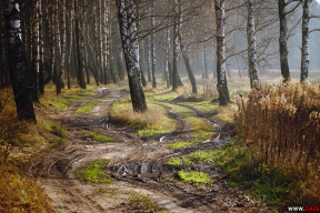 Десять «терапевтических» картинок осеннего леса