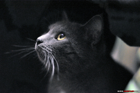 10 «терапевтических» картинок котов и кошек