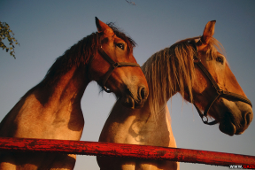 10 «терапевтических» картинок лошадей