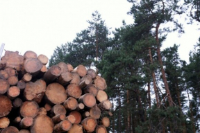 В ЕС начали действовать санкции против белорусской деревообработки. В Литве рассказали, как могут обходить запрет