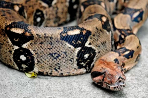 «Если оказалось, что вы встретились не с гадюкой, а с удавом – это не всегда хорошая новость»