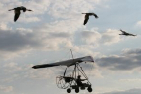 Кох: «Главный Стерх решил превратиться в голубя мира»