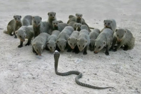 Шендерович: Сегодня Россия — опасная кобра, но через время она ляжет пластом из-за отсутствия ресурсов