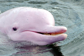 5 фото с розовыми дельфинами, которые подарят вам улыбку