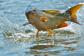 Фридман: «Путину нужен внятный ответ Лукашенко, что он не соскочит»