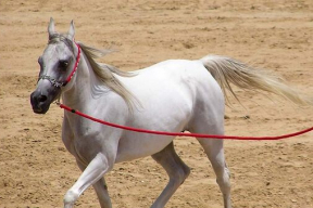 Пастухов: «Не думаю, что Путин въедет на федеральное собрание на белом коне»