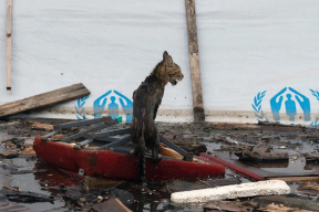«С крыш затопленных домов люди видят утонувших людей, проплывающих мимо»