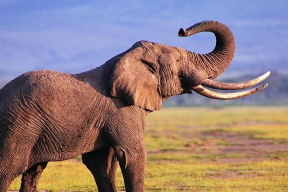 «Потому что лаять на слона хорошо, когда слон далеко и не слышит»