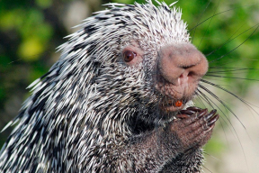 «Путин давится украинским «дикобразом»