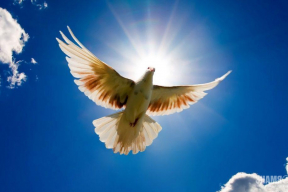 «Кое-кто вспомнил, что на самом деле он голубь мира»