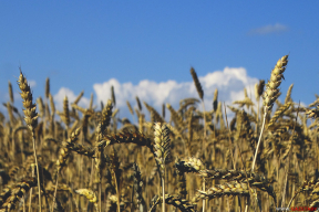 Евросоюз впервые введет пошлины на зерно из Беларуси и России