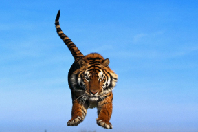 Прыжок эстонского тигра. Или история успеха цифровизации