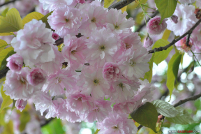 Сакура – розовое настроение апреля