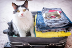 Как Совмин отомстил «недружественным странам»: введен запрет на ввоз ряда товаров из ЕС