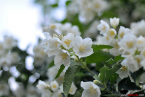 Колеры мая. Язмін і лубін