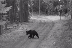 Видеофакт. Медведь пересек границу Литвы и Беларуси