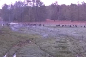 Мигранты массово штурмовали польскую границу. Пришлось привлекать армию