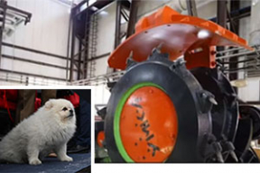 Собакой Лукашенко назвали комбайн — «стыдные» новости недели