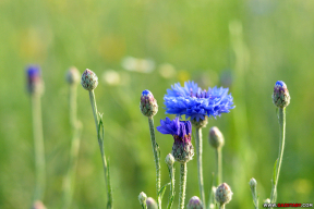 «Вось сімвал твой…»