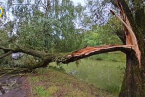 В Минске на людей, которые возвращались с пляжа, упало дерево, погибла девушка