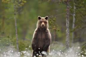 «Поэтому из «хрустального сосуда» и бегут – и люди, и медведи»