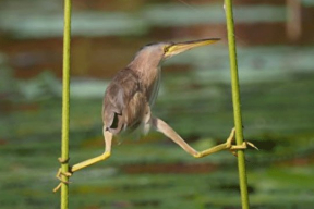«Из всей прошлой многовекторности у беларуских дипломатов осталось только 89 субъектов РФ»
